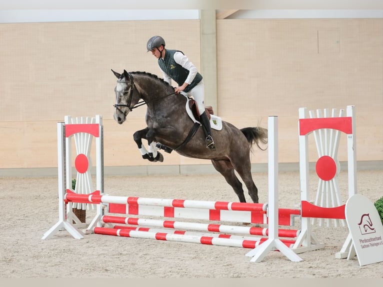 Cheval de sport allemand Hongre 4 Ans 167 cm Gris in Moritzburg