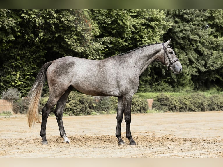 Cheval de sport allemand Hongre 4 Ans 167 cm Gris in Riedstadt