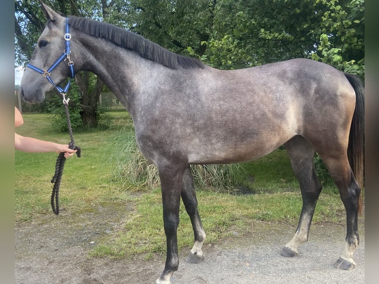 Cheval de sport allemand Hongre 4 Ans 167 cm Gris pommelé in Malschwitz