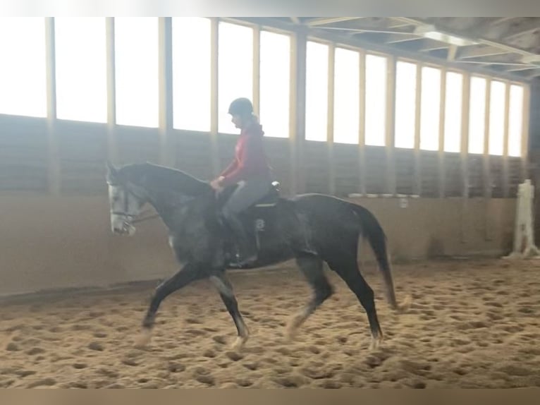 Cheval de sport allemand Hongre 4 Ans 167 cm Gris pommelé in Malschwitz