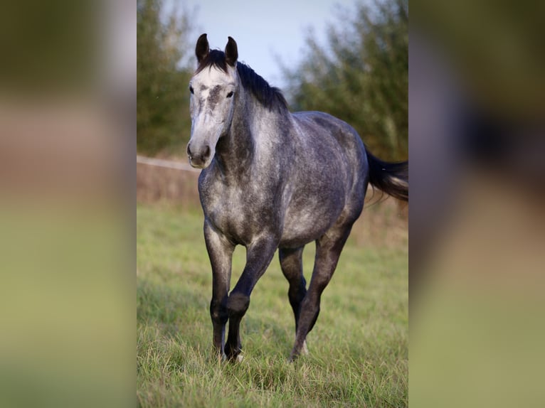 Cheval de sport allemand Hongre 4 Ans 167 cm Gris pommelé in Malschwitz