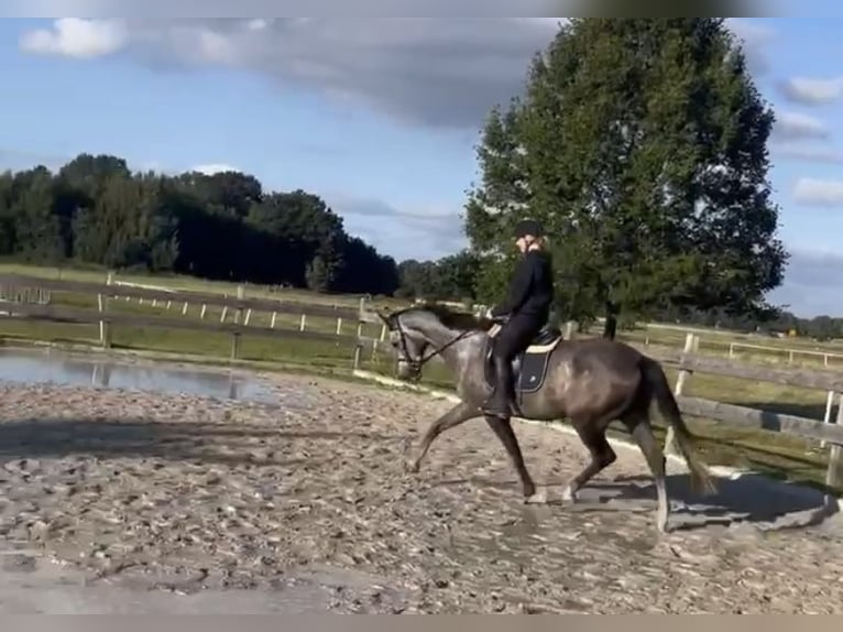 Cheval de sport allemand Hongre 4 Ans 167 cm Gris pommelé in Malschwitz