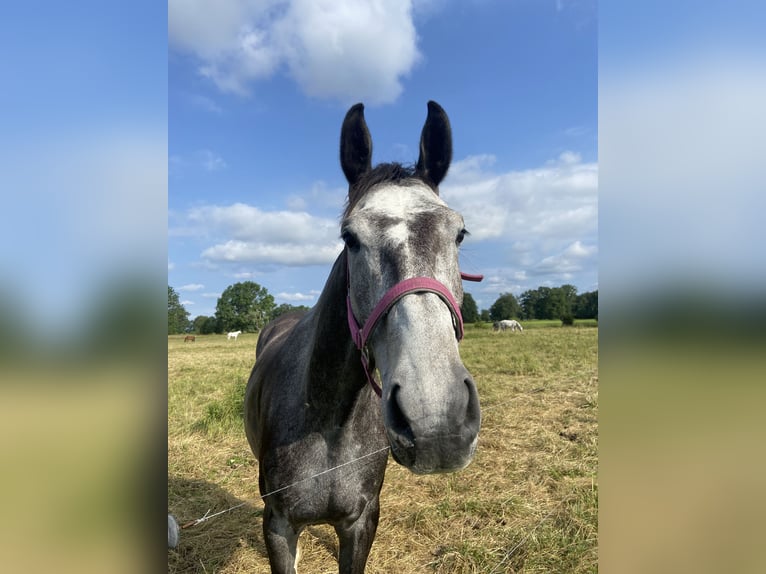 Cheval de sport allemand Hongre 4 Ans 167 cm Gris pommelé in Malschwitz