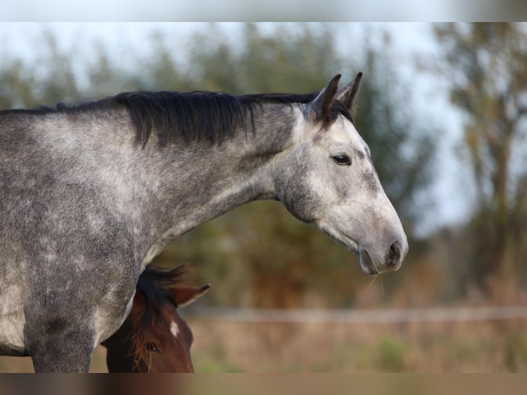 Cheval de sport allemand Hongre 4 Ans 167 cm Gris pommelé in Malschwitz