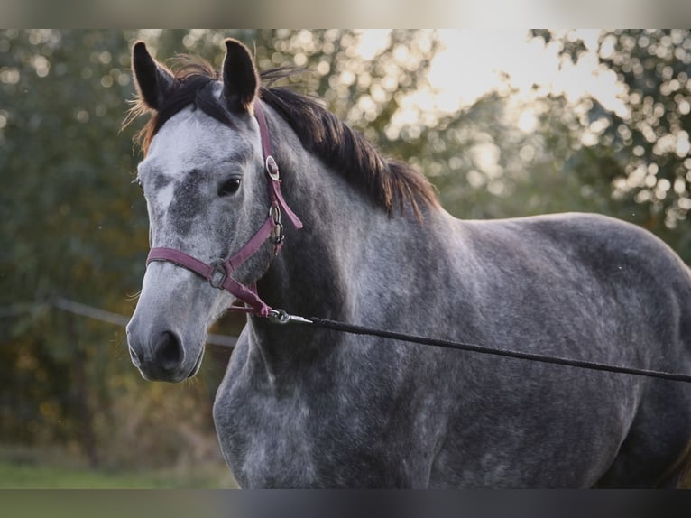 Cheval de sport allemand Hongre 4 Ans 167 cm Gris pommelé in Malschwitz