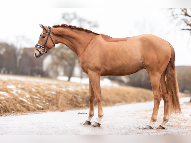 Cheval de sport allemand Hongre 4 Ans 168 cm Alezan in Lehrberg