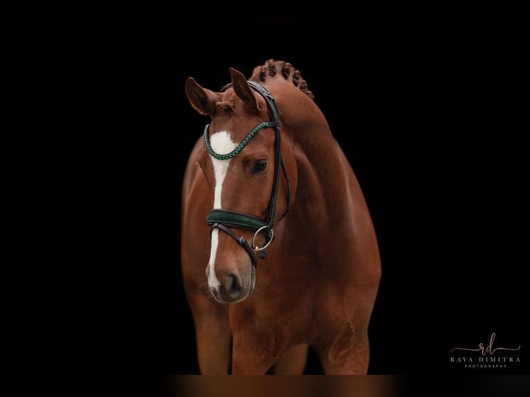 Cheval de sport allemand Hongre 4 Ans 168 cm Alezan in Wehringen
