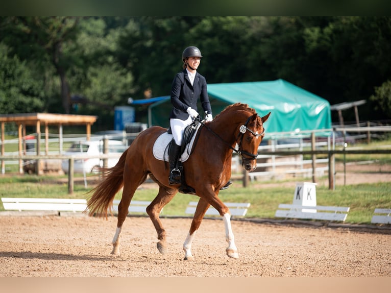 Cheval de sport allemand Hongre 4 Ans 168 cm Alezan in Kirchenthumbach