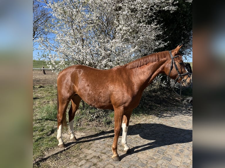 Cheval de sport allemand Hongre 4 Ans 168 cm Alezan in Aschersleben