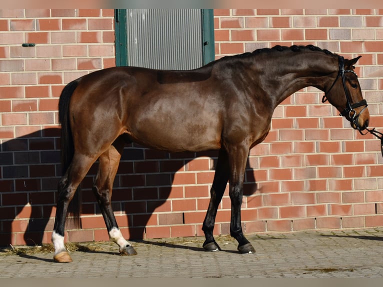 Cheval de sport allemand Hongre 4 Ans 168 cm Bai brun in Fürstenau