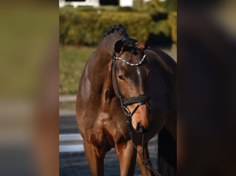Cheval de sport allemand Hongre 4 Ans 168 cm Bai brun in Fürstenau