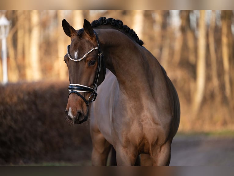 Cheval de sport allemand Hongre 4 Ans 168 cm Bai brun in Wehringen