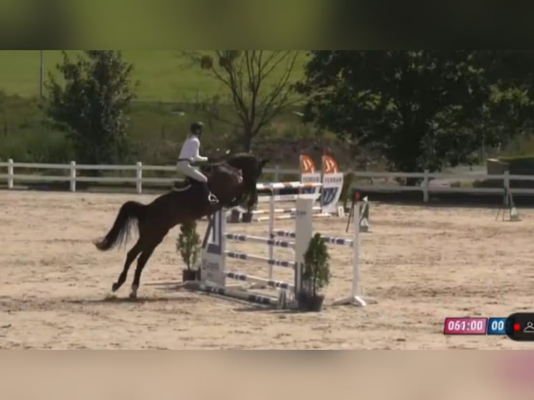 Cheval de sport allemand Hongre 4 Ans 168 cm Bai brun in Gadow