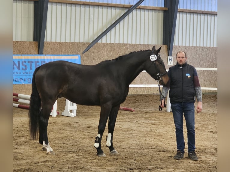 Cheval de sport allemand Hongre 4 Ans 168 cm Bai brun in Arendsee