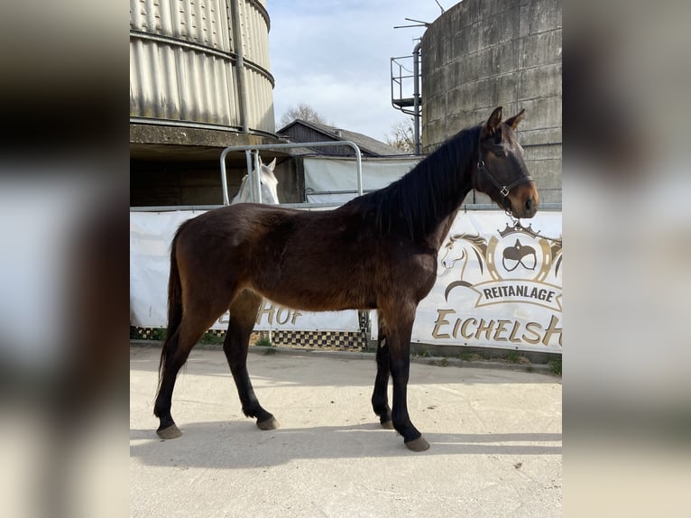 Cheval de sport allemand Hongre 4 Ans 168 cm Bai brun in Bad König