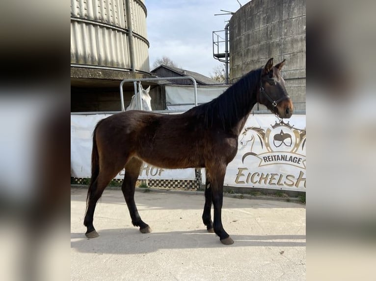 Cheval de sport allemand Hongre 4 Ans 168 cm Bai brun in Bad KönigBad König