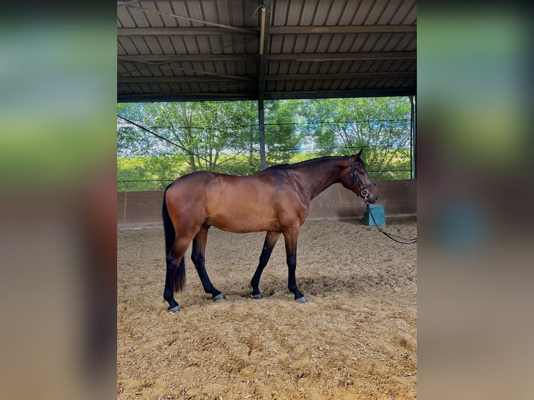 Cheval de sport allemand Hongre 4 Ans 168 cm Bai brun in Thaleischweiler-Fröschen