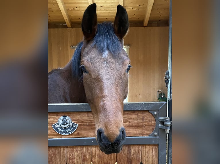 Cheval de sport allemand Hongre 4 Ans 168 cm Bai in Goldau