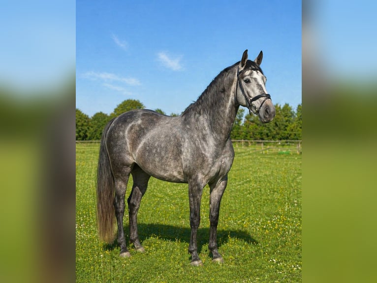 Cheval de sport allemand Hongre 4 Ans 168 cm Gris pommelé in Stadtlohn