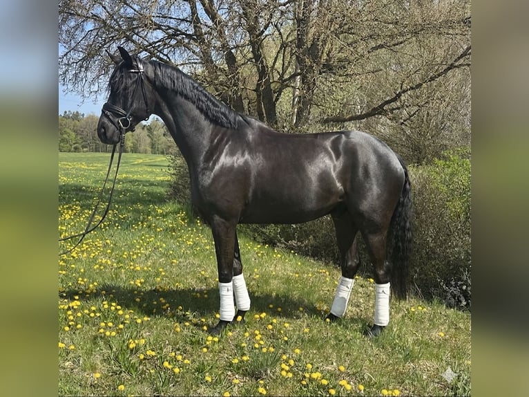 Cheval de sport allemand Hongre 4 Ans 168 cm Noir in Weilheim an der Teck