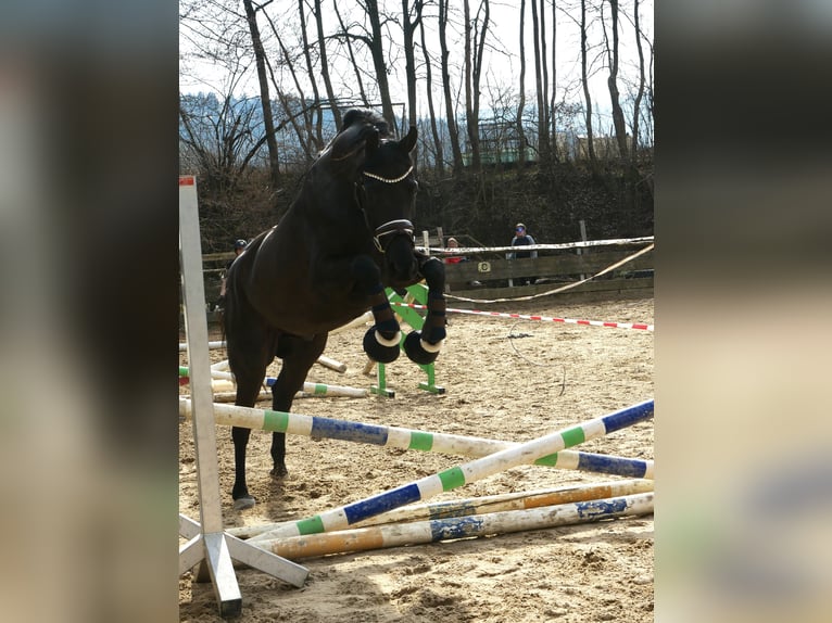 Cheval de sport allemand Hongre 4 Ans 168 cm Noir in Weilheim an der Teck