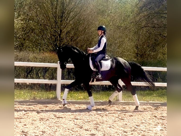 Cheval de sport allemand Hongre 4 Ans 168 cm Noir in Weilheim an der Teck