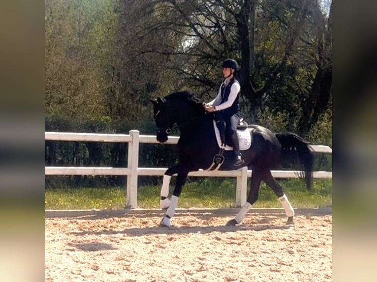 Cheval de sport allemand Hongre 4 Ans 168 cm Noir in Weilheim an der Teck