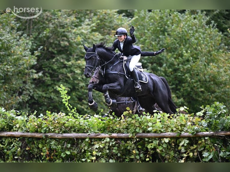 Cheval de sport allemand Hongre 4 Ans 168 cm Noir in Duggendorf
