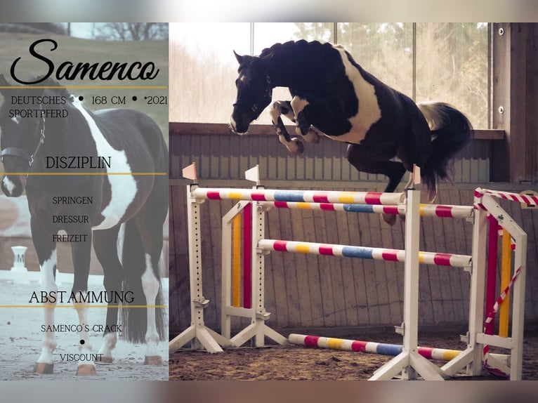 Cheval de sport allemand Hongre 4 Ans 168 cm Pinto in Nettersheim