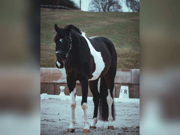 Cheval de sport allemand Hongre 4 Ans 168 cm Pinto in Nettersheim