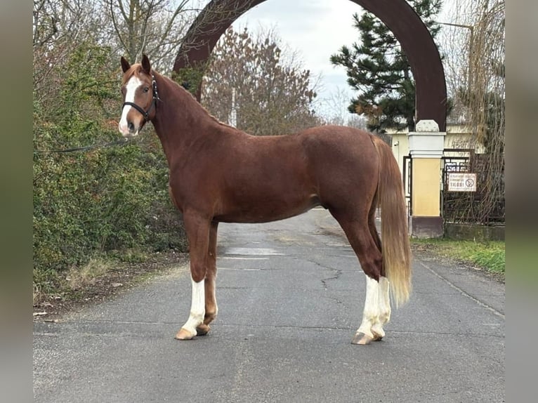 Cheval de sport allemand Hongre 4 Ans 169 cm Alezan brûlé in Kecskemét