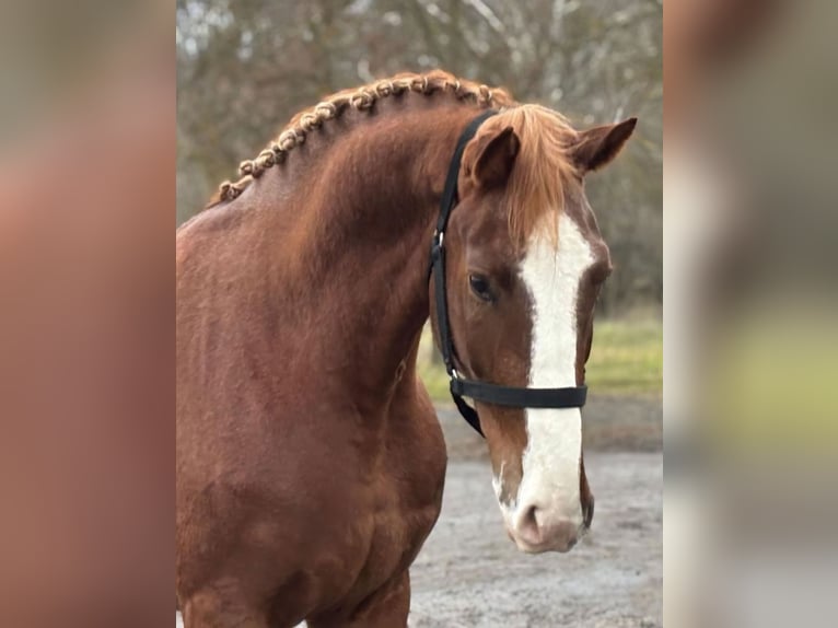 Cheval de sport allemand Hongre 4 Ans 169 cm Alezan brûlé in Kecskemét