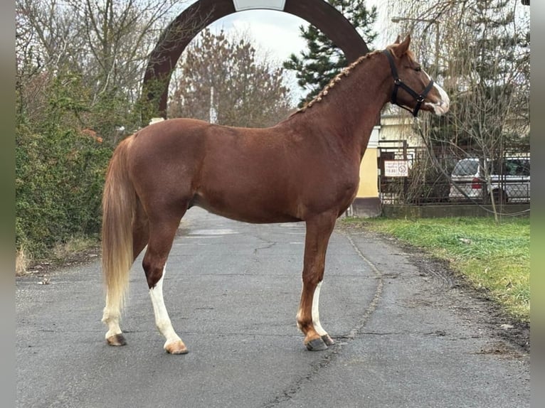 Cheval de sport allemand Hongre 4 Ans 169 cm Alezan brûlé in Kecskemét