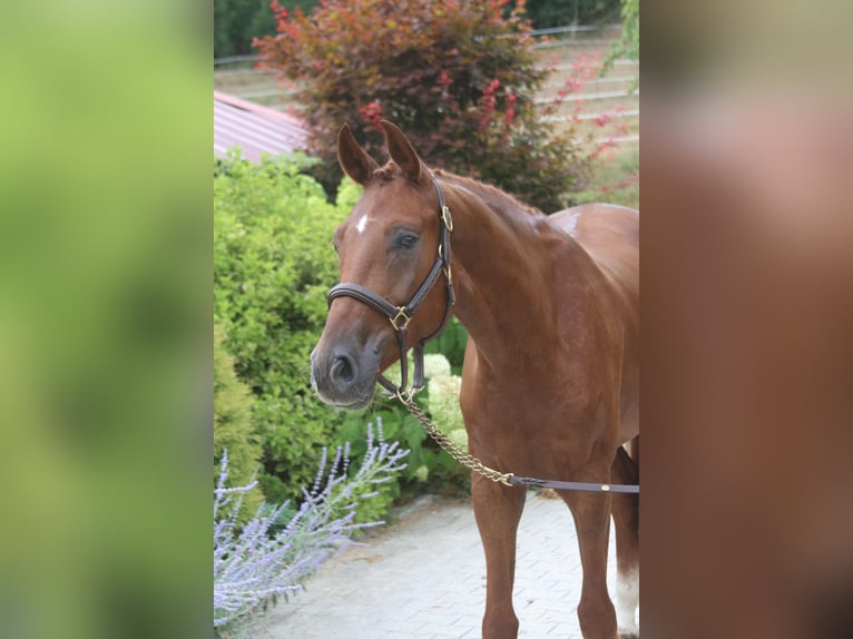 Cheval de sport allemand Hongre 4 Ans 169 cm Alezan in Erharting