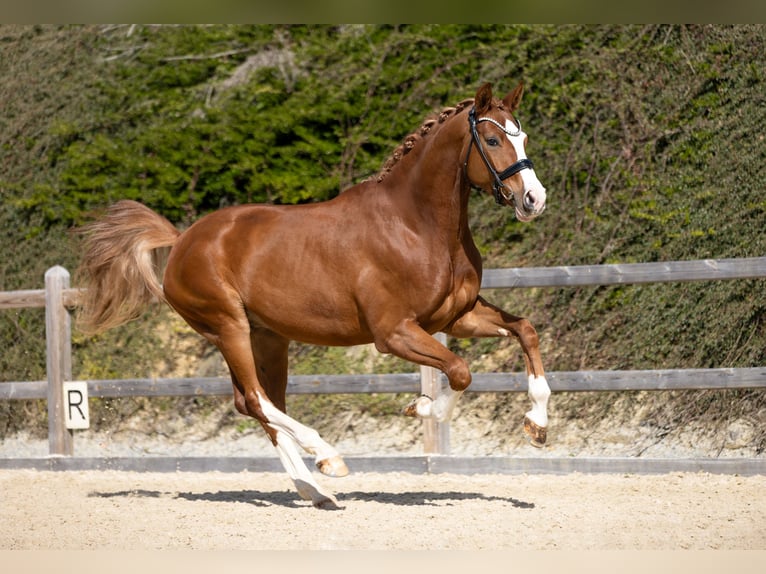 Cheval de sport allemand Hongre 4 Ans 169 cm Alezan in Bad Griesbach im Rottal