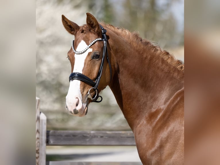 Cheval de sport allemand Hongre 4 Ans 169 cm Alezan in Bad Griesbach im Rottal