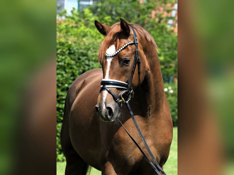 Cheval de sport allemand Hongre 4 Ans 169 cm Alezan in Rehburg-Loccum M&#xFC;nchehagen