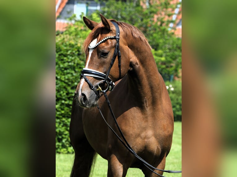 Cheval de sport allemand Hongre 4 Ans 169 cm Alezan in Rehburg-Loccum M&#xFC;nchehagen