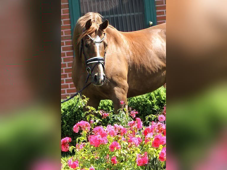 Cheval de sport allemand Hongre 4 Ans 169 cm Alezan in Rehburg-Loccum M&#xFC;nchehagen