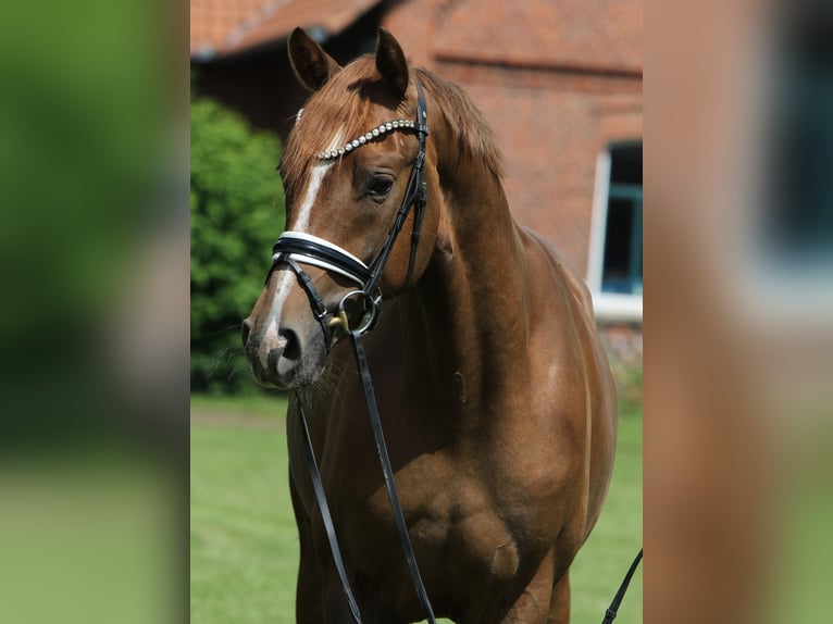 Cheval de sport allemand Hongre 4 Ans 169 cm Alezan in Rehburg-Loccum M&#xFC;nchehagen
