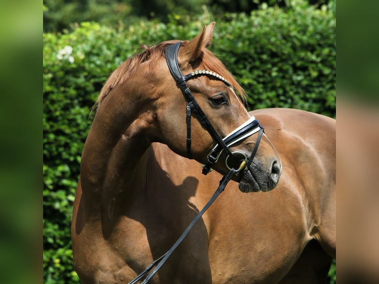 Cheval de sport allemand Hongre 4 Ans 169 cm Alezan in Rehburg-Loccum M&#xFC;nchehagen