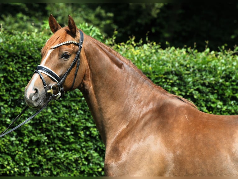 Cheval de sport allemand Hongre 4 Ans 169 cm Alezan in Rehburg-Loccum M&#xFC;nchehagen