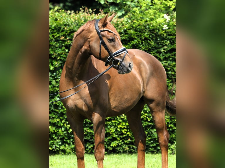Cheval de sport allemand Hongre 4 Ans 169 cm Alezan in Rehburg-Loccum M&#xFC;nchehagen