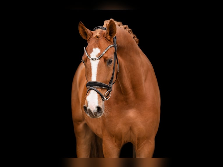 Cheval de sport allemand Hongre 4 Ans 169 cm Alezan in Wehringen