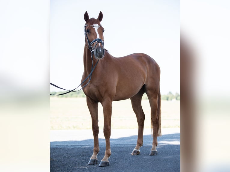 Cheval de sport allemand Hongre 4 Ans 169 cm Alezan in Priestewitz