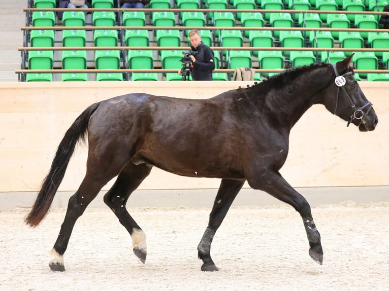 Cheval de sport allemand Hongre 4 Ans 169 cm Bai brun in Jößnitz