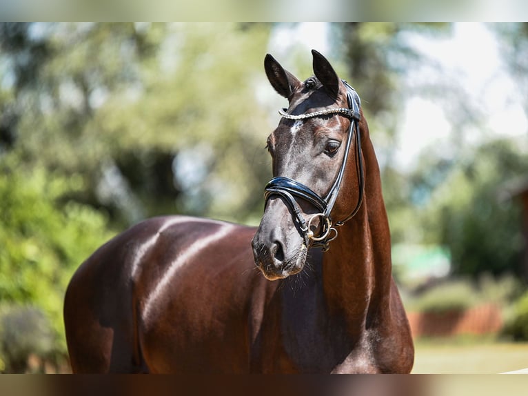 Cheval de sport allemand Hongre 4 Ans 169 cm Bai brun foncé in Riedstadt