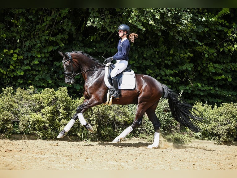 Cheval de sport allemand Hongre 4 Ans 169 cm Bai brun foncé in Riedstadt