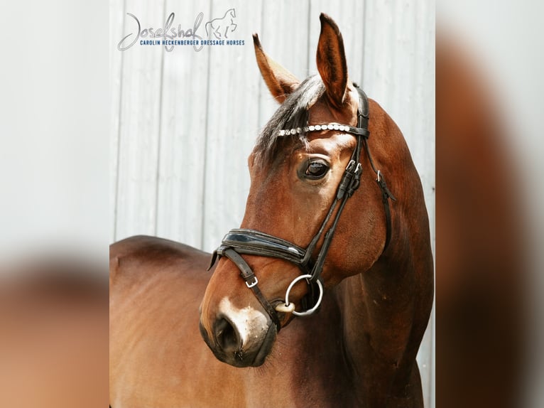 Cheval de sport allemand Hongre 4 Ans 169 cm Bai in Oberstadion