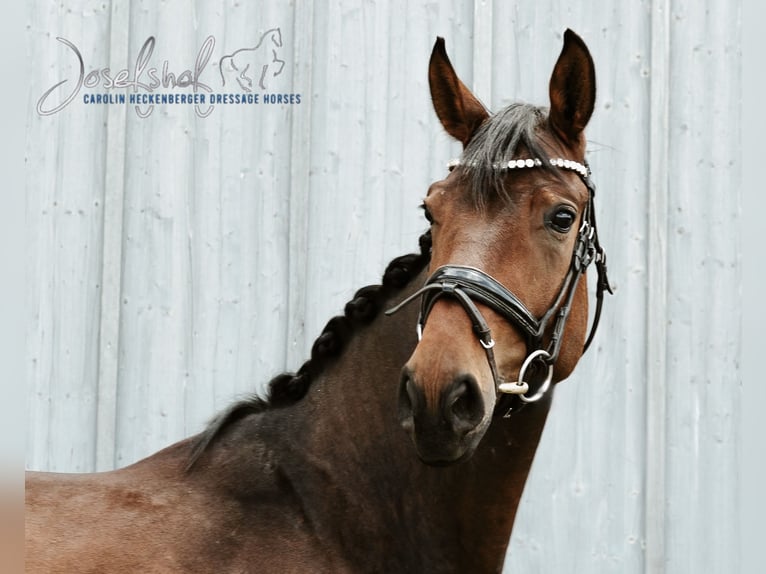 Cheval de sport allemand Hongre 4 Ans 169 cm Bai in Oberstadion